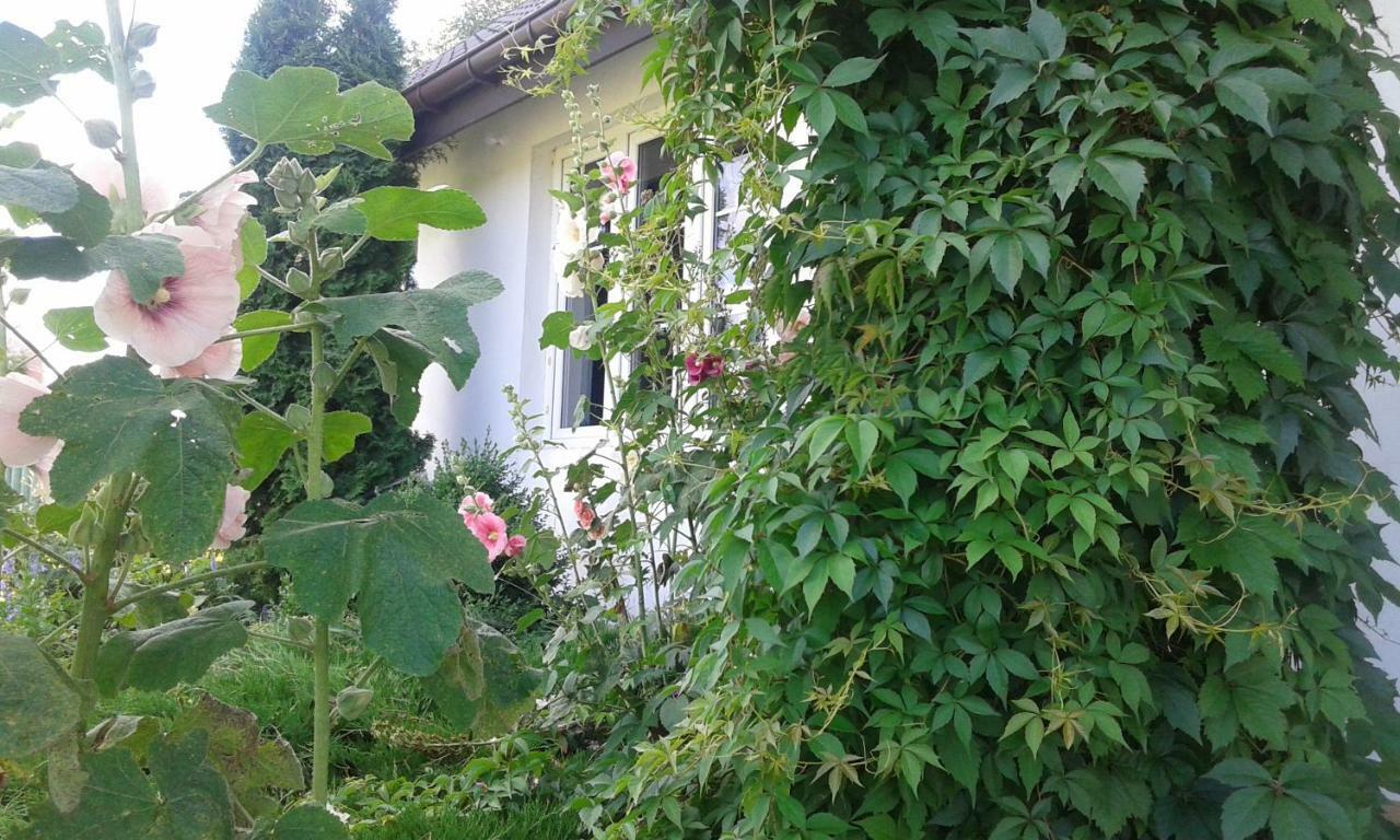 Bizon Guest House Sadowne Exterior foto